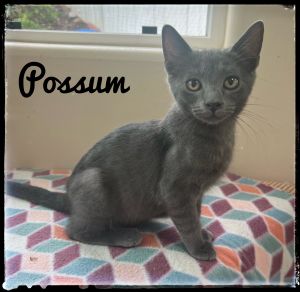 Possum