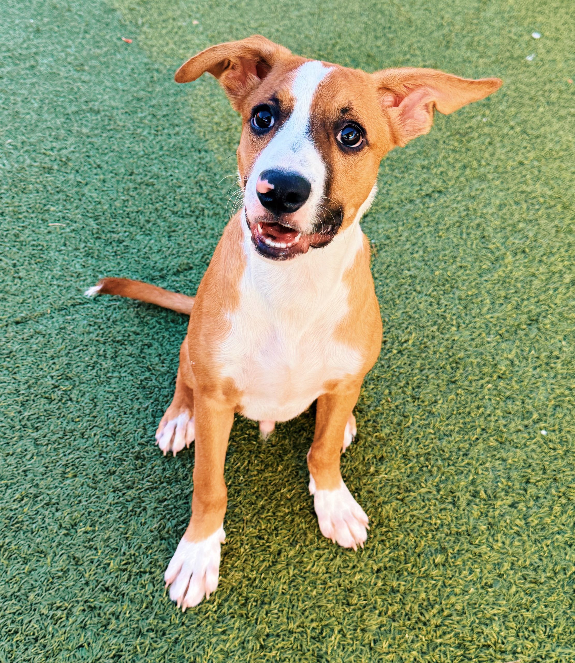 Jeepers, an adoptable Shepherd, Boxer in Hays, KS, 67601 | Photo Image 1