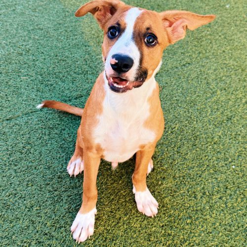 Jeepers, an adoptable Shepherd, Boxer in Hays, KS, 67601 | Photo Image 2