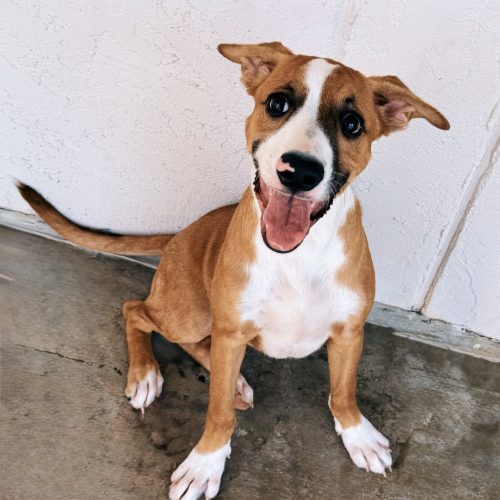 Jeepers, an adoptable Shepherd, Boxer in Hays, KS, 67601 | Photo Image 3