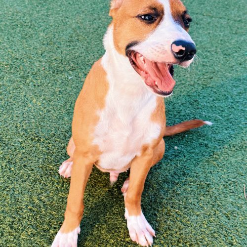 Jeepers, an adoptable Shepherd, Boxer in Hays, KS, 67601 | Photo Image 4