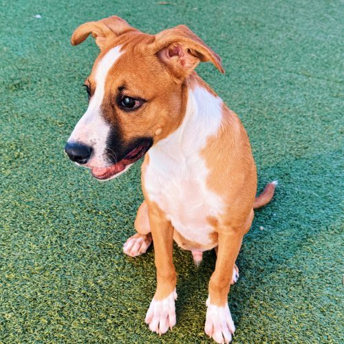 Jeepers, an adoptable Shepherd, Boxer in Hays, KS, 67601 | Photo Image 5