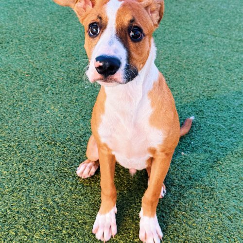 Jeepers, an adoptable Shepherd, Boxer in Hays, KS, 67601 | Photo Image 6