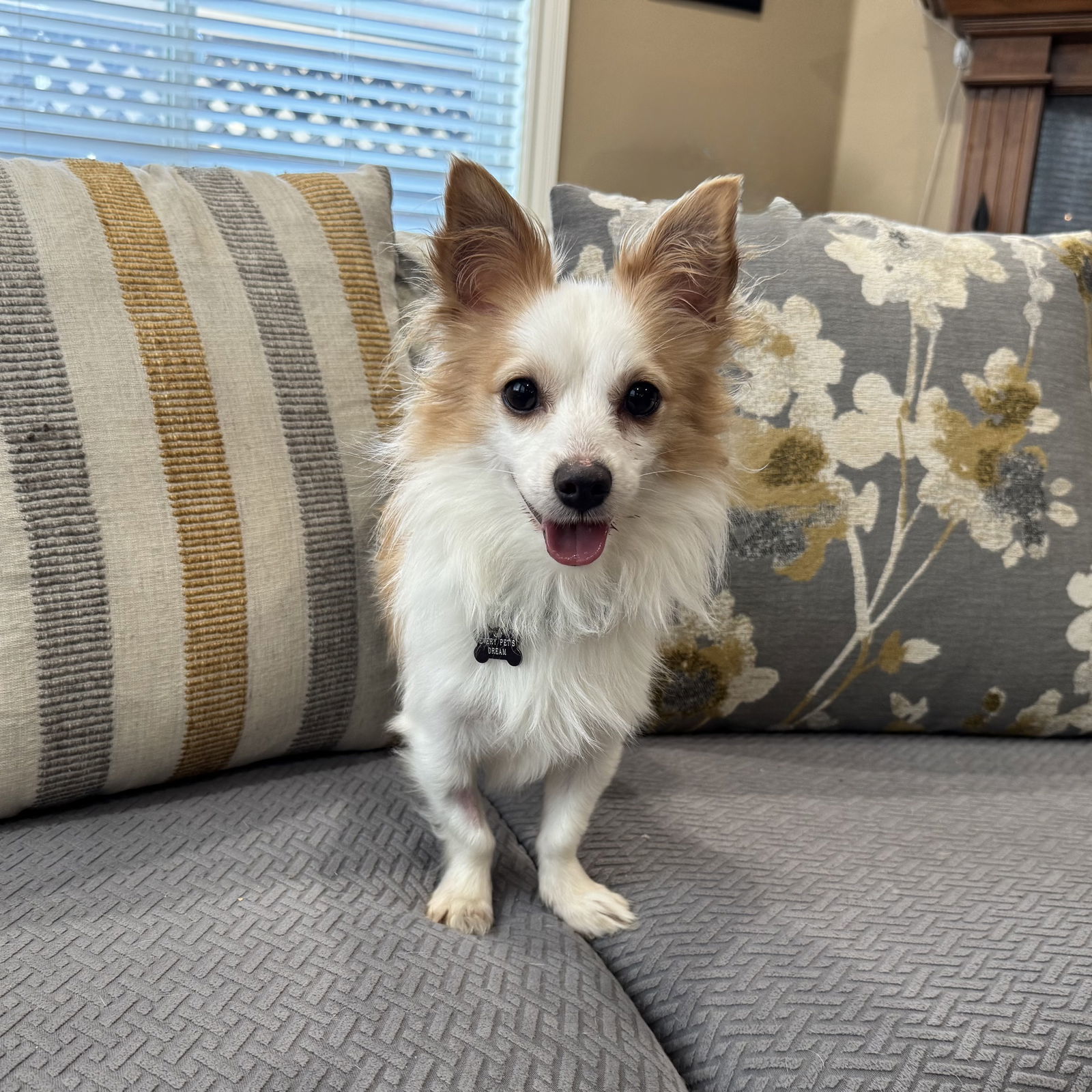 Enzo, an adoptable Papillon, Chihuahua in Santa Clara, CA, 95050 | Photo Image 1