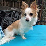 Enzo, an adoptable Papillon, Chihuahua in Santa Clara, CA, 95050 | Photo Image 2