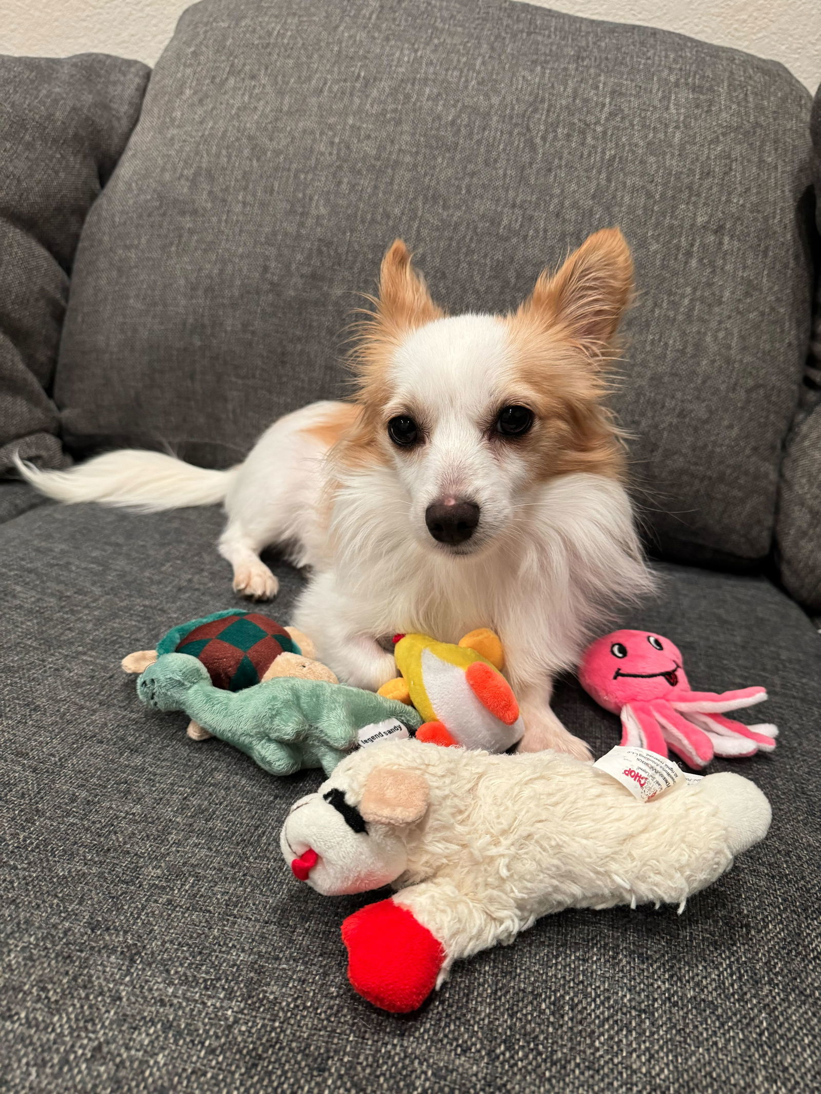 Enzo, an adoptable Papillon, Chihuahua in Santa Clara, CA, 95050 | Photo Image 3