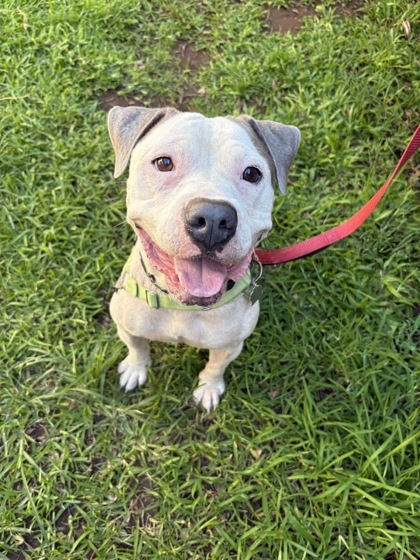 Kina, an adoptable Pit Bull Terrier, Mixed Breed in Honolulu, HI, 96826 | Photo Image 1