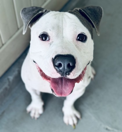 Kina, an adoptable Pit Bull Terrier, Mixed Breed in Honolulu, HI, 96826 | Photo Image 2