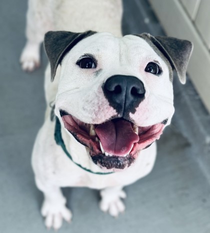 Kina, an adoptable Pit Bull Terrier, Mixed Breed in Honolulu, HI, 96826 | Photo Image 3