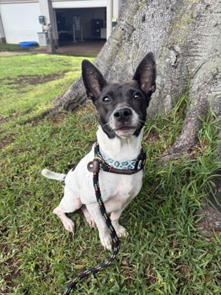 Snoopy, an adoptable Parson Russell Terrier, Mixed Breed in Honolulu, HI, 96826 | Photo Image 1
