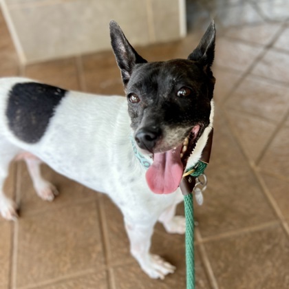 Snoopy, an adoptable Parson Russell Terrier, Mixed Breed in Honolulu, HI, 96826 | Photo Image 2