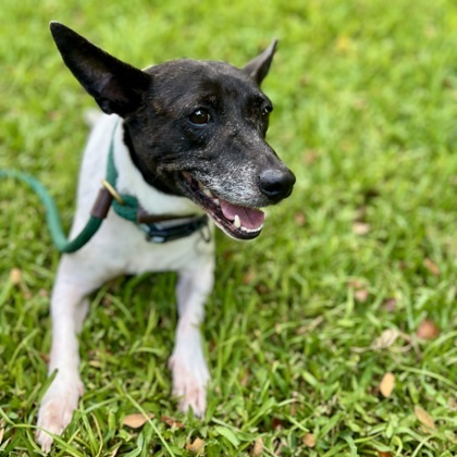 Snoopy, an adoptable Parson Russell Terrier, Mixed Breed in Honolulu, HI, 96826 | Photo Image 3