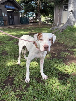 Robert, an adoptable Mixed Breed in Honolulu, HI, 96826 | Photo Image 1