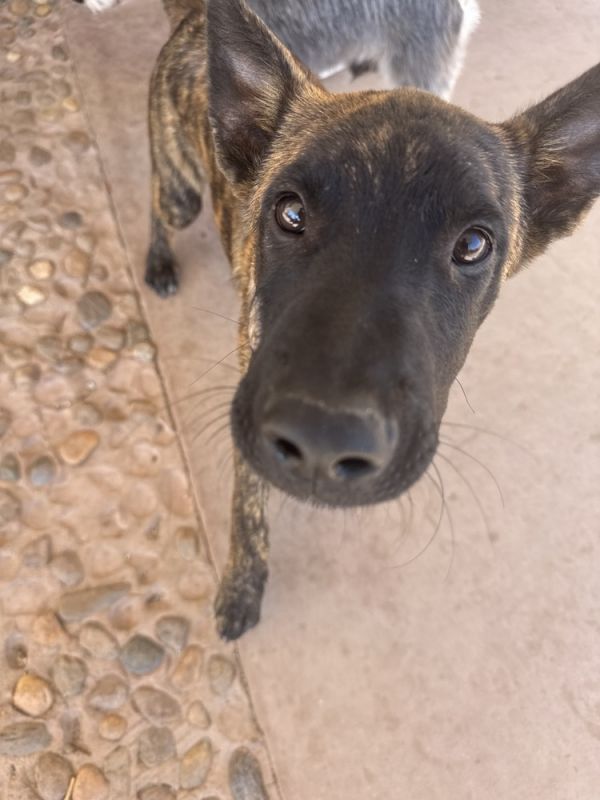 Draco Located In Ca photo 1