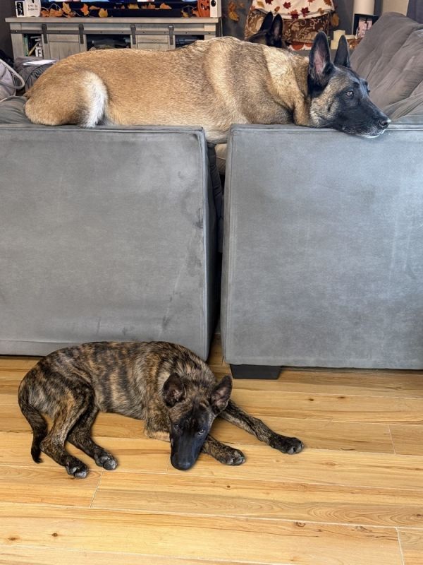 Draco Located In Ca thumbnail 2