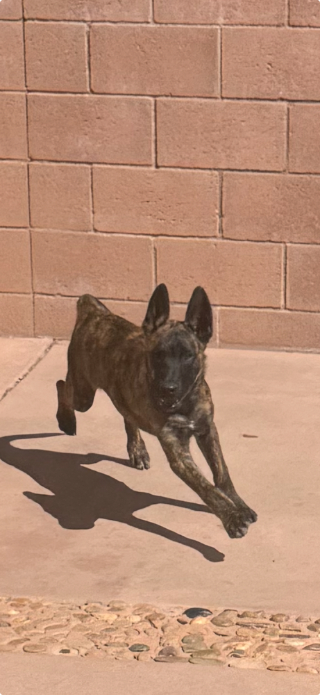 Draco Located In Ca thumbnail 3