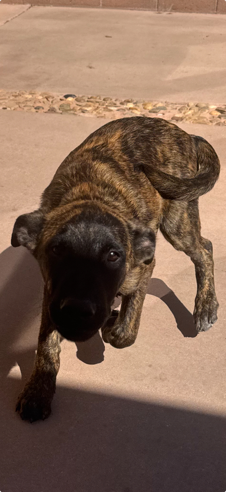 Draco Located In Ca thumbnail 4