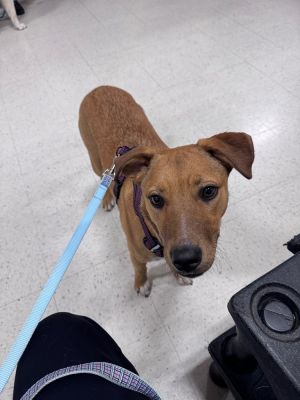 Churro aka Maggie