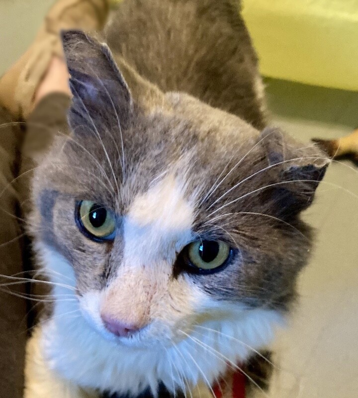 Sir Edward Fluffy McWhiskers