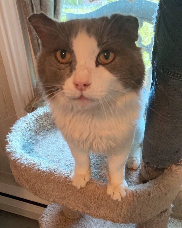 Sir Edward Fluffy McWhiskers