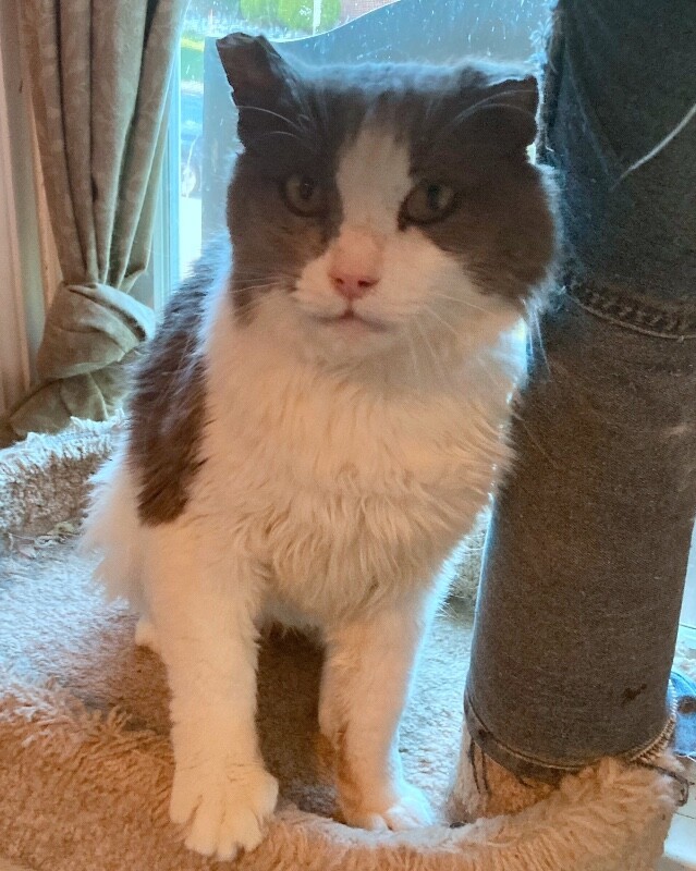 Sir Edward Fluffy McWhiskers