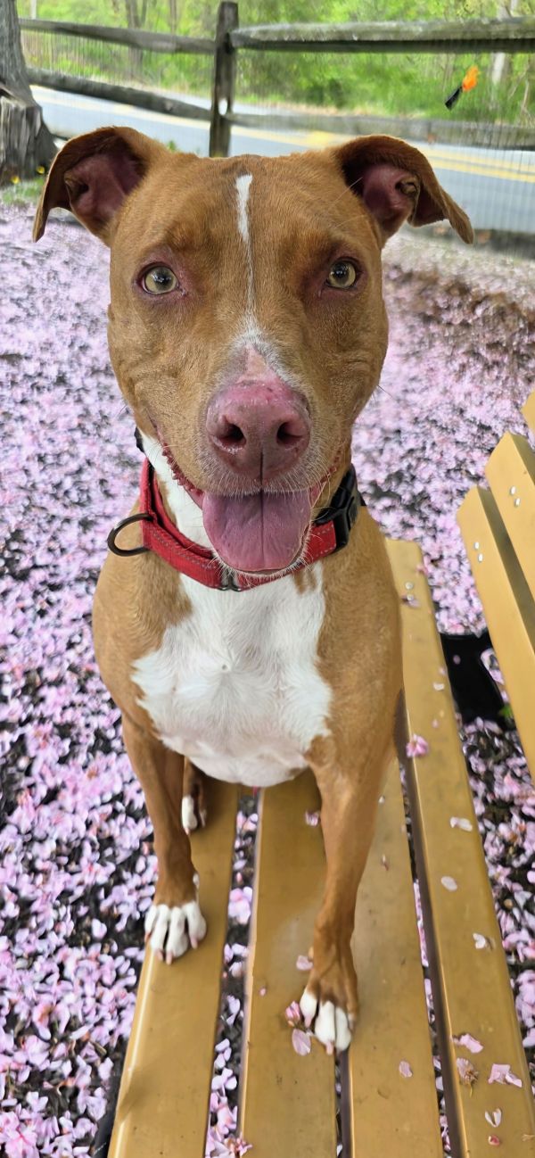 Kylo Lonestar thumbnail 2