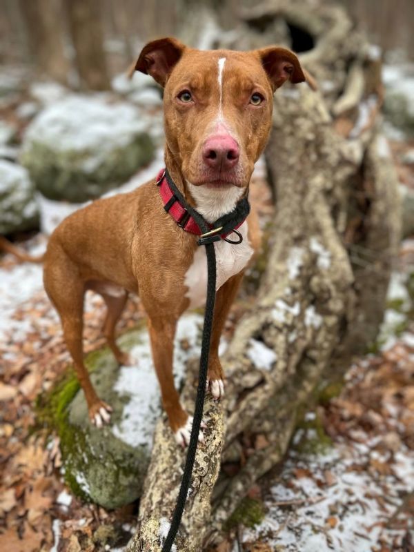 Kylo Lonestar thumbnail 3