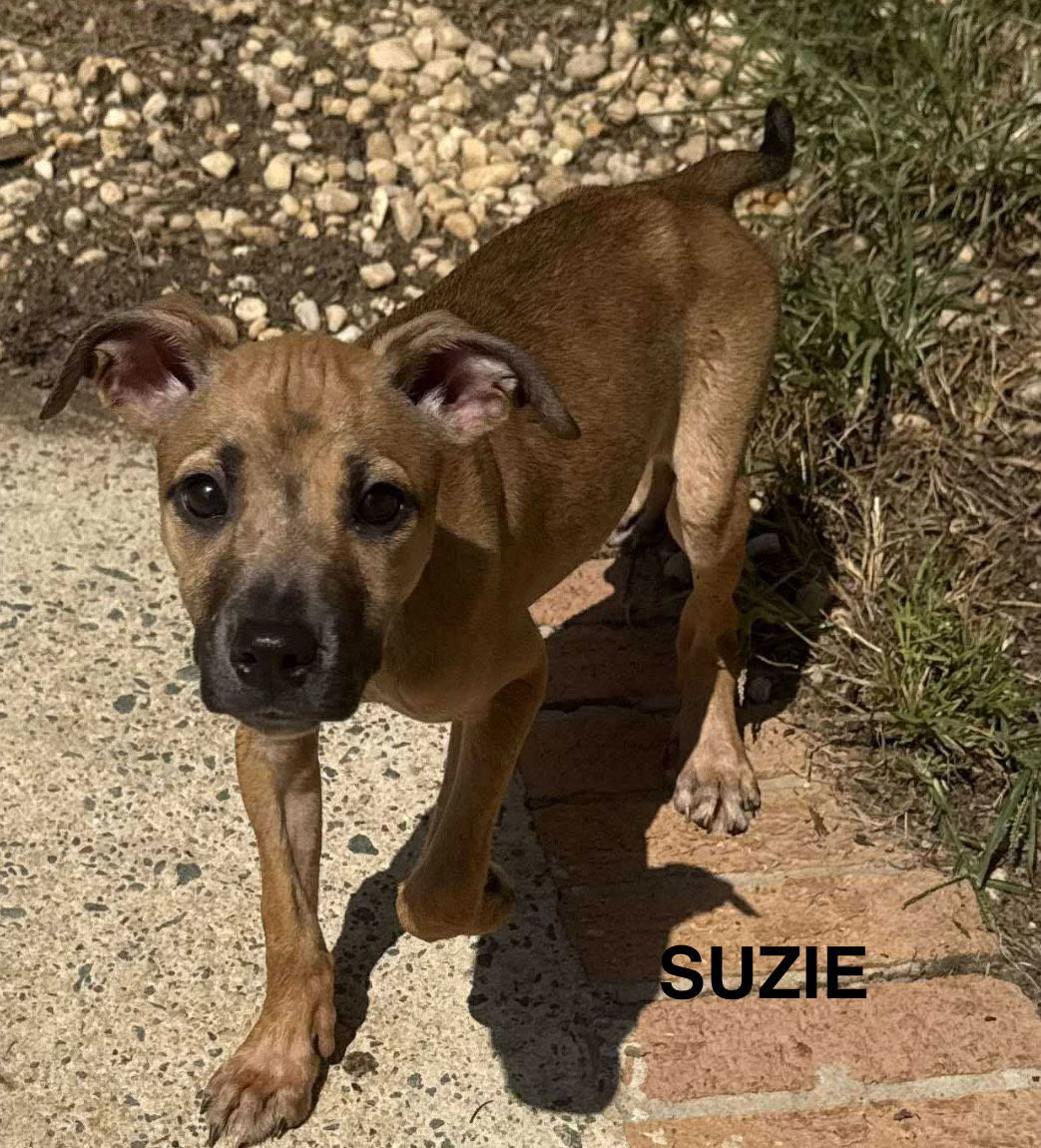 SUZIE