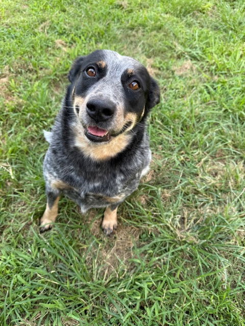 SADIE - HEELER