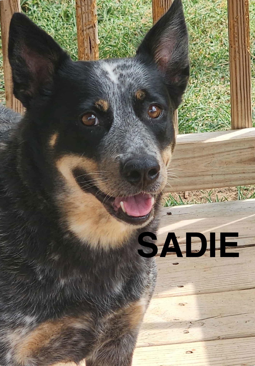 SADIE - HEELER