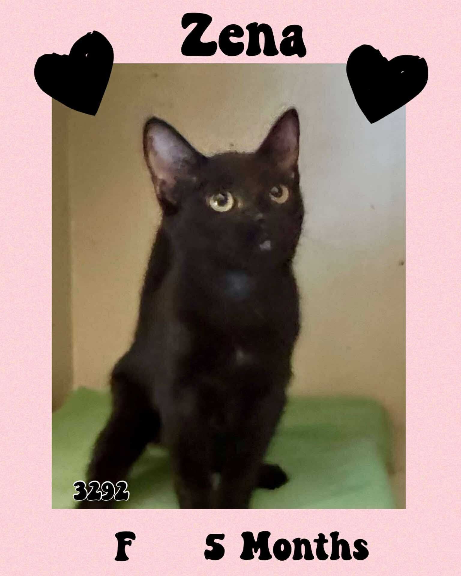ZENA