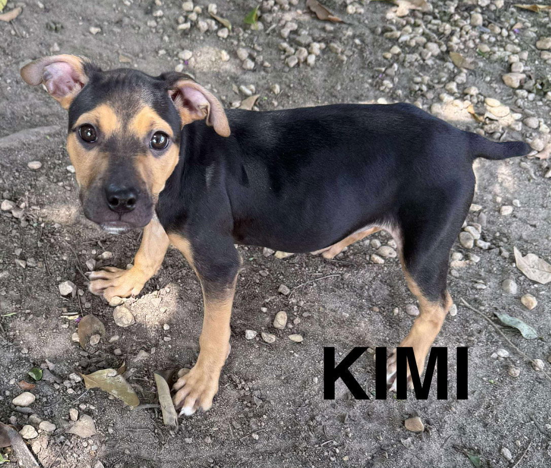 KIMI