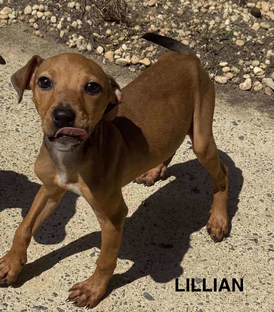 LILLIAN