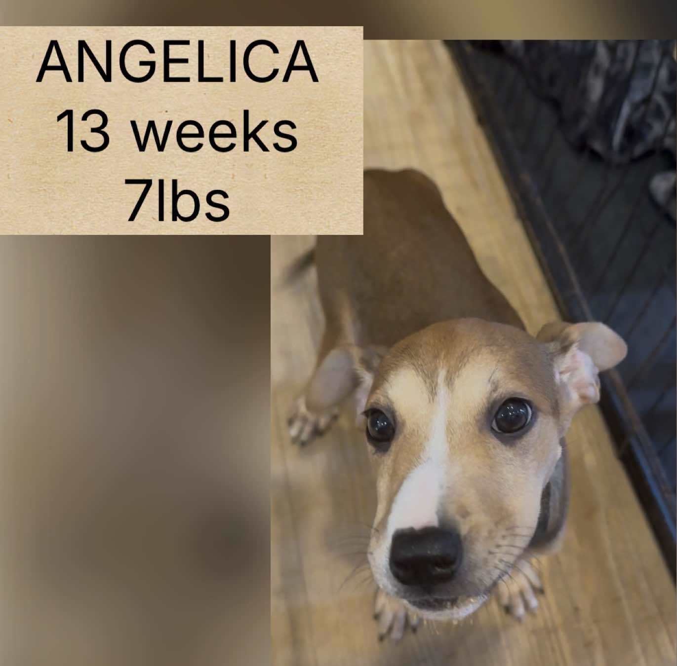 ANGELICA