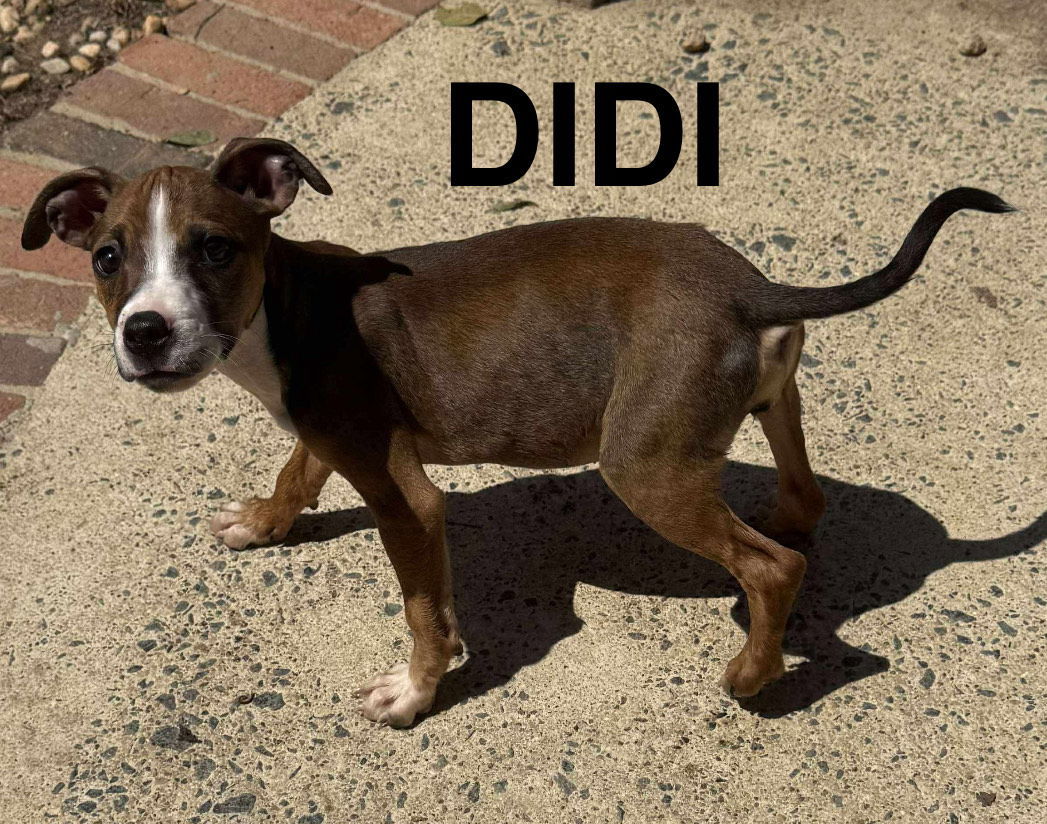 DIDI