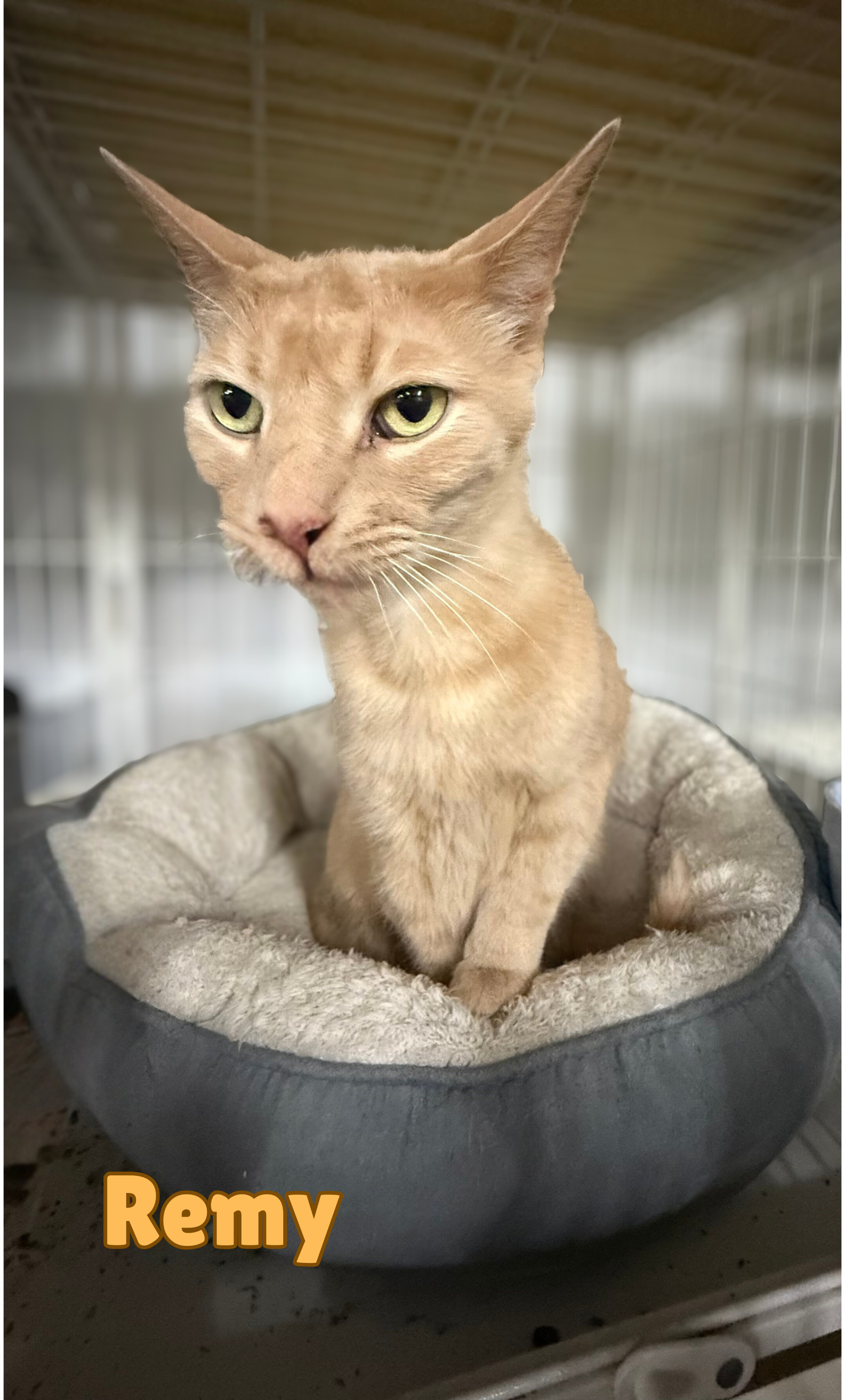Remy, an adoptable Domestic Short Hair, Tabby in Traverse City, MI, 49686 | Photo Image 1