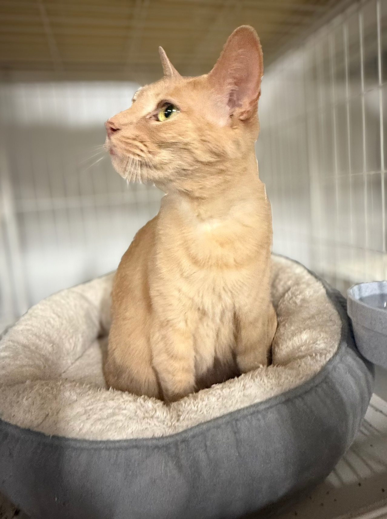 Remy, an adoptable Domestic Short Hair, Tabby in Traverse City, MI, 49686 | Photo Image 2