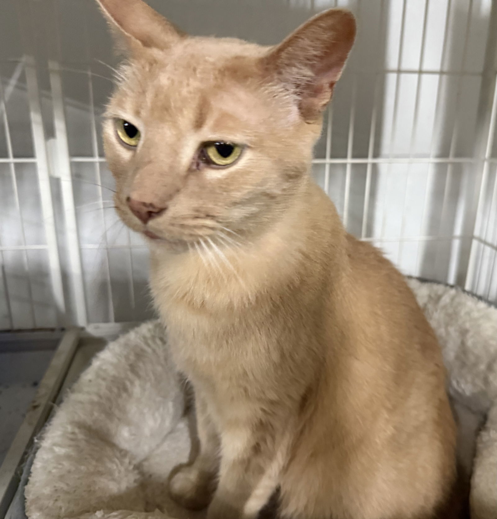 Remy, an adoptable Domestic Short Hair, Tabby in Traverse City, MI, 49686 | Photo Image 3