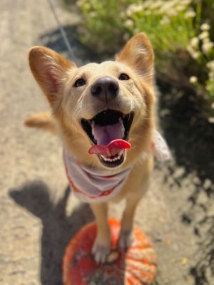 Chewie