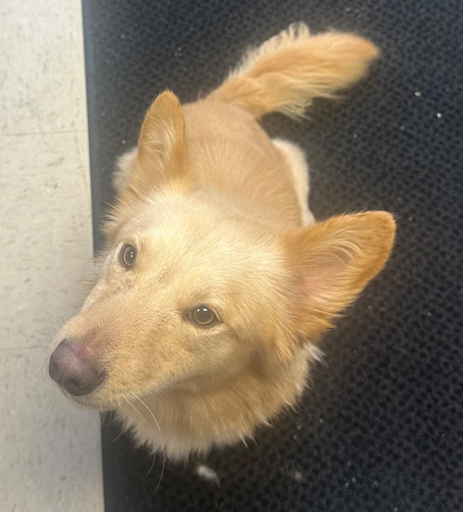 Chewie, an adoptable Mixed Breed in Rock Springs, WY, 82901 | Photo Image 2