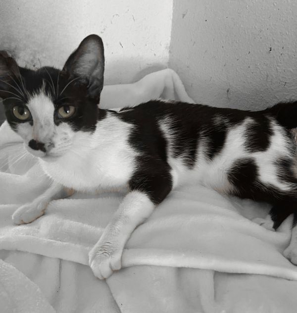 Bonnie Rareandspecial thumbnail 2