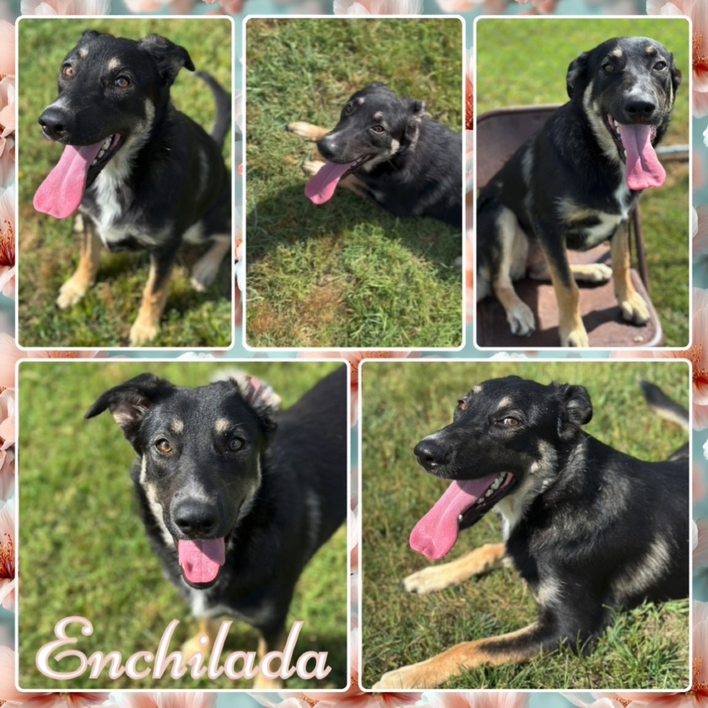 Enchilada