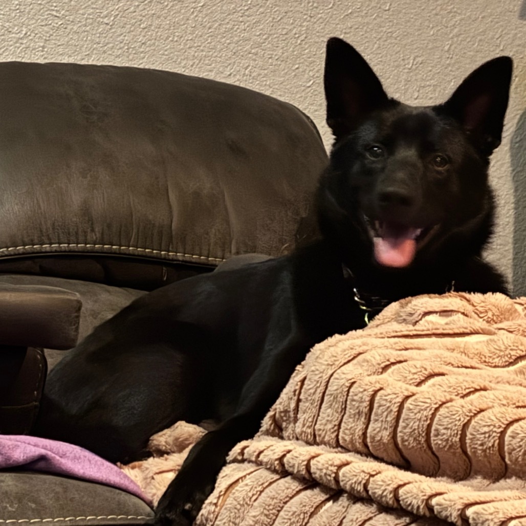 Strawberry, an adoptable Mixed Breed, Black Labrador Retriever in Bismarck, ND, 58507 | Photo Image 1