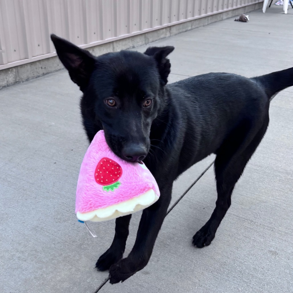 Strawberry, an adoptable Mixed Breed, Black Labrador Retriever in Bismarck, ND, 58507 | Photo Image 2