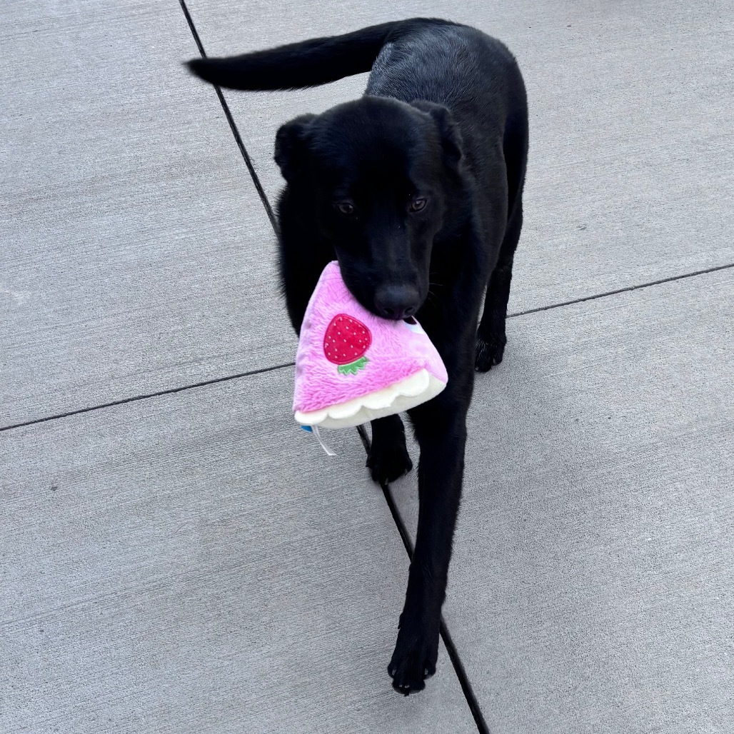 Strawberry, an adoptable Mixed Breed, Black Labrador Retriever in Bismarck, ND, 58507 | Photo Image 3