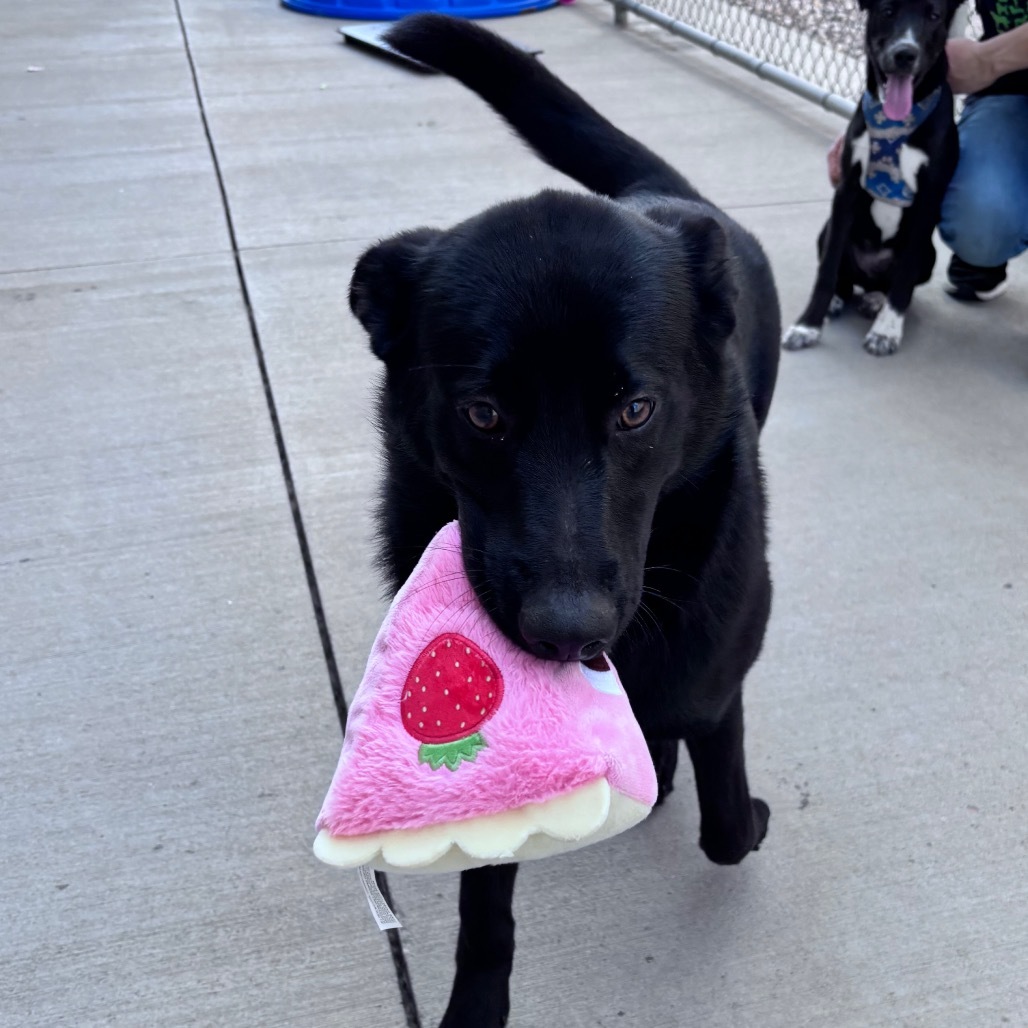 Strawberry, an adoptable Mixed Breed, Black Labrador Retriever in Bismarck, ND, 58507 | Photo Image 5