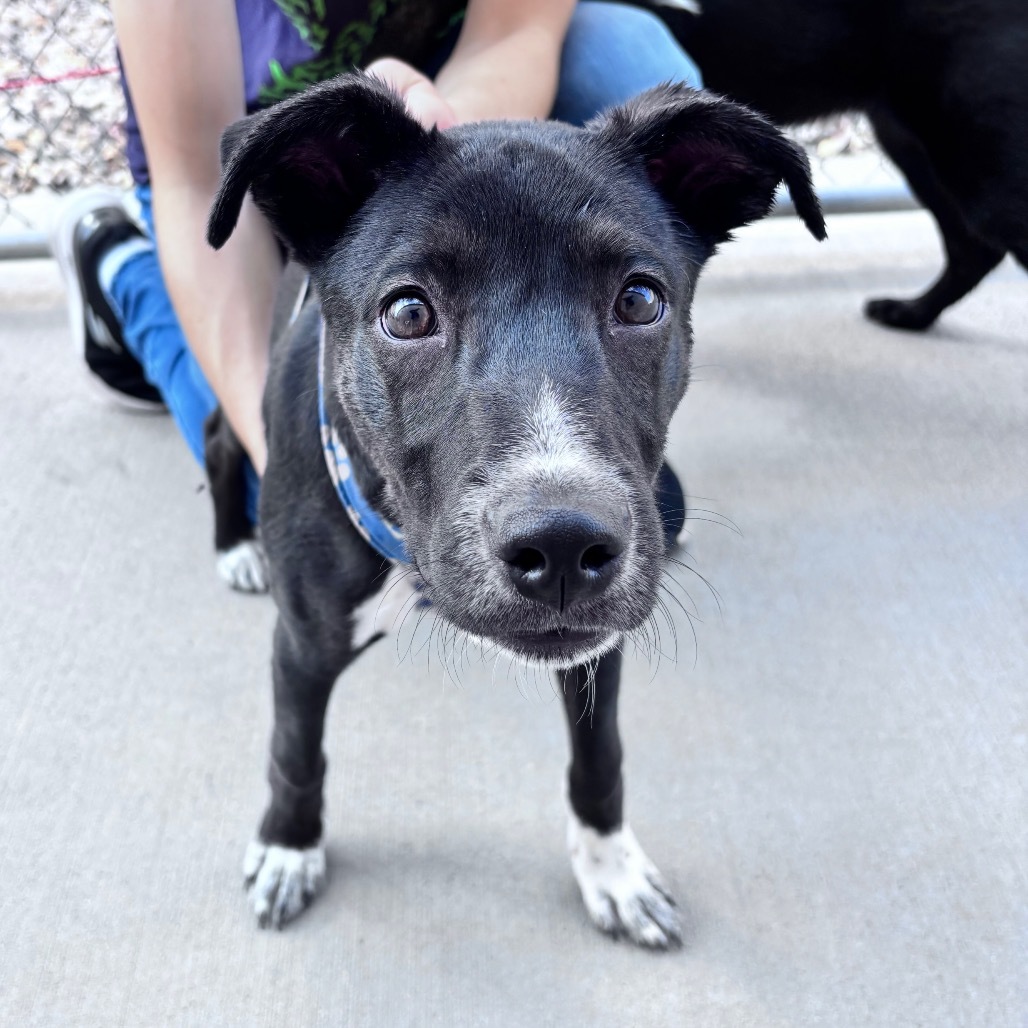 Summit, an adoptable Mixed Breed, Black Labrador Retriever in Bismarck, ND, 58507 | Photo Image 1