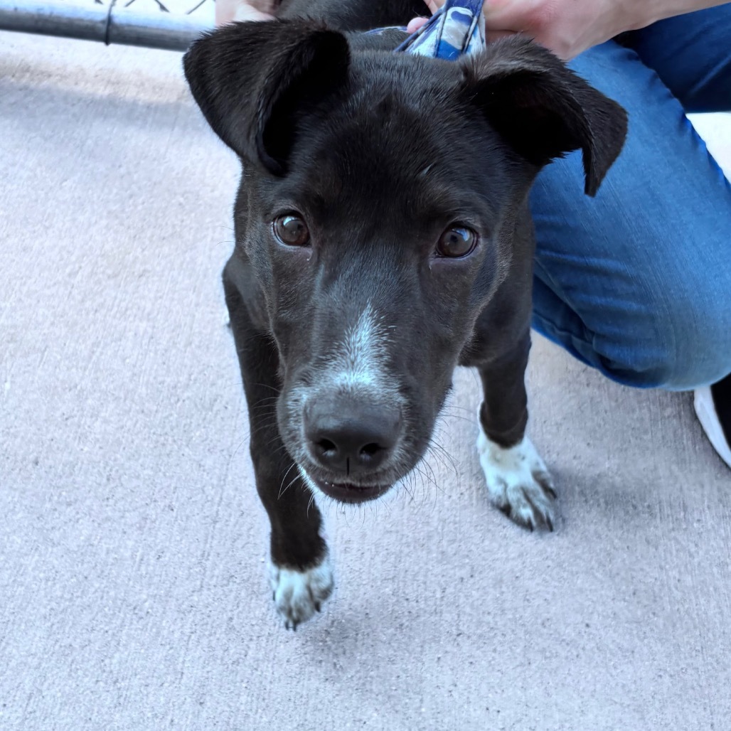 Summit, an adoptable Mixed Breed, Black Labrador Retriever in Bismarck, ND, 58507 | Photo Image 2