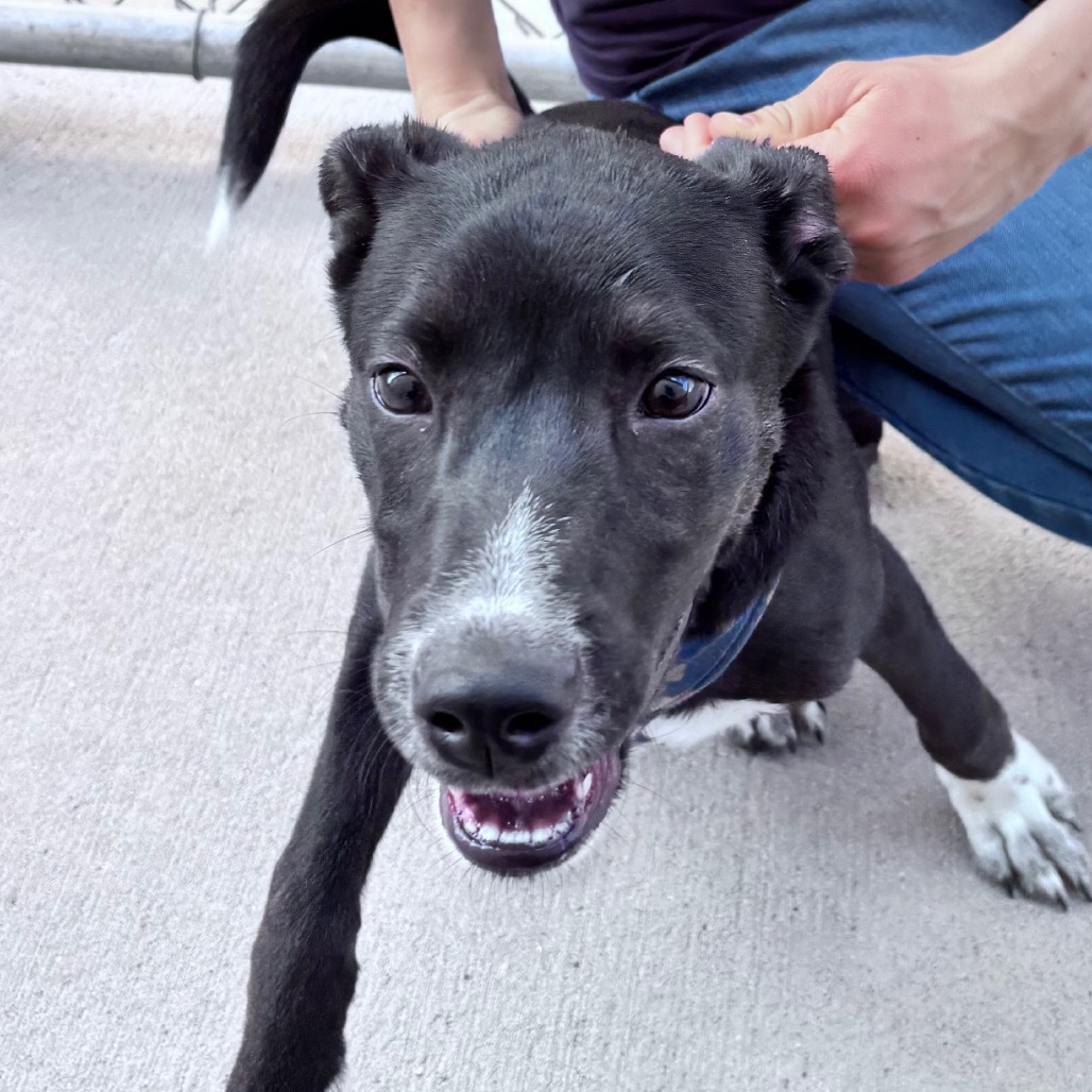 Summit, an adoptable Mixed Breed, Black Labrador Retriever in Bismarck, ND, 58507 | Photo Image 3