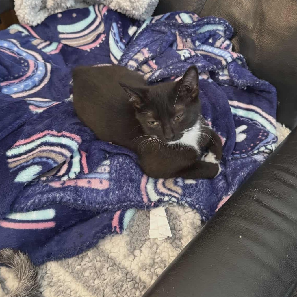 Firefly (adopt with a sibling)